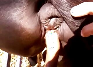 Wonderful lusty animal penetrated right from behind
