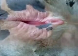 Animal's juicy pussy demonstrated big time