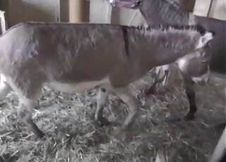 Big cock horse excels at beastiality fucking