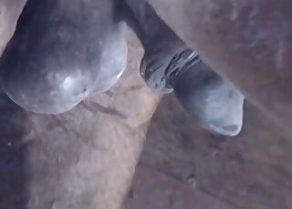 Close-up porno movie with a gorgeous penis