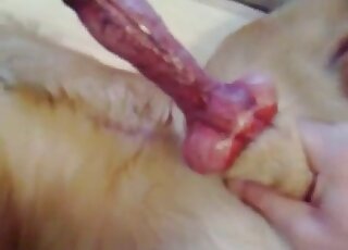 Awesome dog cock getting pleasured in a hot vid