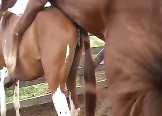 Brutal horse sex action with a pretty nice zoo slut - 女性アニマルポルノ 