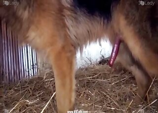 Zoomed-in sex video with really passionate gape