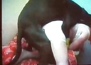 Classic bestiality action with a horny Doberman