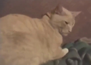 Cat-themed zoo porn with HARD anal fingering