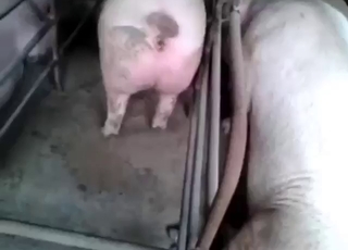 Hard and kinky zoo fuck with a sexy animal