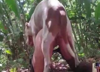 Zoo XXX showing with a bunch of horny whores