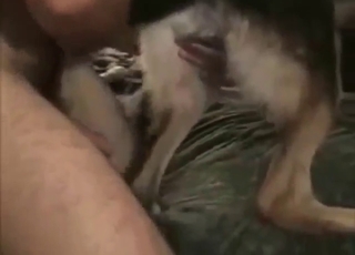 Zoophile porn with a dominant zoophile GAPING