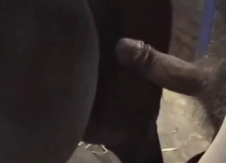 Mare is willing to get fucked by anyone today