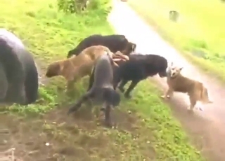 Dog orgy scene with plenty of taboo action