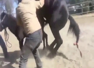 Sexy stallion experience with a hot horse here