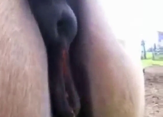 Mare's cunt is going to get fingered real hard