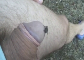 Chlápek chytá mouchy svým smradlavým zasraným penisem