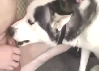 Husky wants to get pumped right in this vid