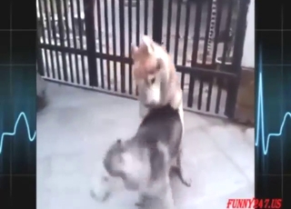 Dogs get dirty as dogs orgasm together too