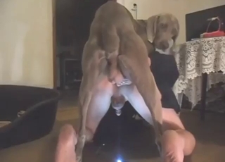 Bestiality porn with a dog drilling that asshole