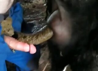 Amazing black animal penetrated from behind - 女性アニマルポルノ