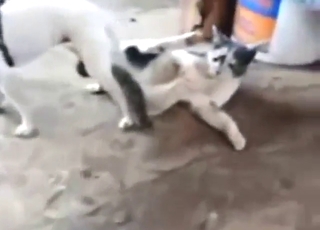 Bestiality porn with cats and dogs fucking around