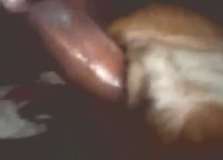 For the LOVE of fucking, this brown dog cums