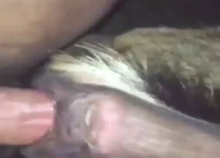 Goat vagina getting stretched by a kinky dude