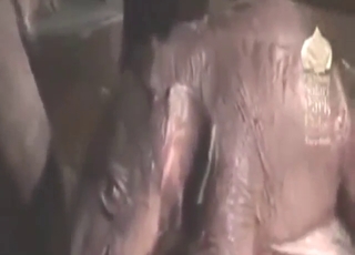 Why not try birth porn with fucking elephants