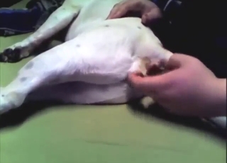 White dog is going to get fingered in the ass