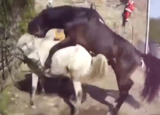 Guy horse fucking girl horse in an outdoor setting