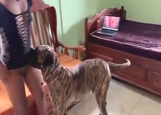 Brown beast gets to fuck her with legs spread