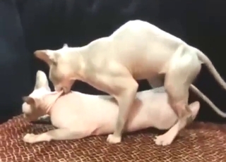 Zoo XXX with two Sphinx cats fucking hard