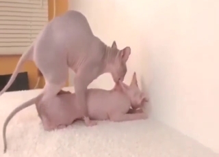 Passionate encounter with Sphinx cats cumming