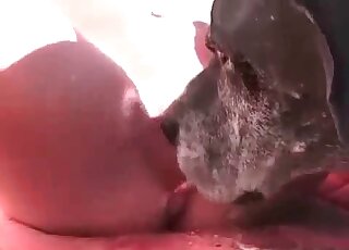 Ginger slut wants her pet to fuck her