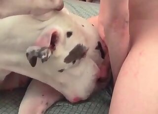 Brilliant, beautiful man fucking his dog