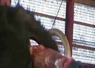 Stimulating a big-bottomed horse in the old barn