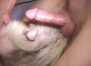 Sticking my hard penis in a tight ass of a dog