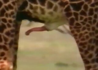 Giraffe cock porn