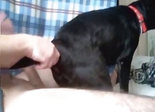 A black dog and a horny male zoophile have fun