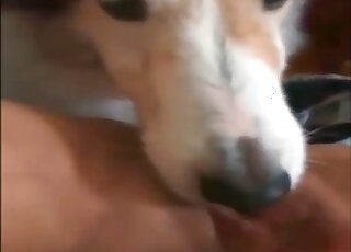 Cute doggy is licking her wide-opened tight cunt