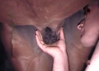 Horse porno movie featuring a hot-looking zoo slut